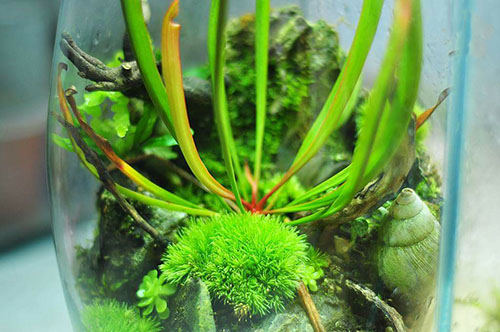 草缸放了绿萝,家居草缸