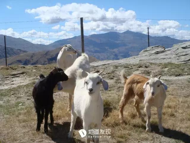 痛哭！即使今天抢不到新西兰打工旅行签证，也不能放弃新西兰啊！