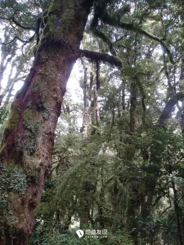 痛哭！即使今天抢不到新西兰打工旅行签证，也不能放弃新西兰啊！