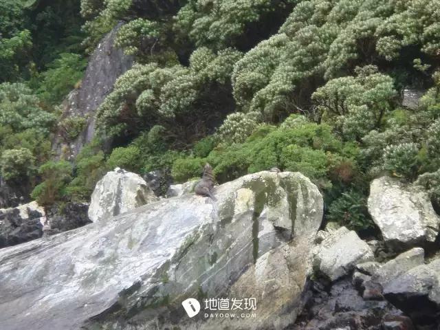 痛哭！即使今天抢不到新西兰打工旅行签证，也不能放弃新西兰啊！