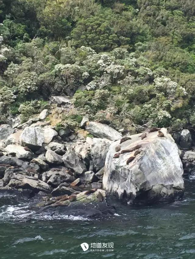 痛哭！即使今天抢不到新西兰打工旅行签证，也不能放弃新西兰啊！