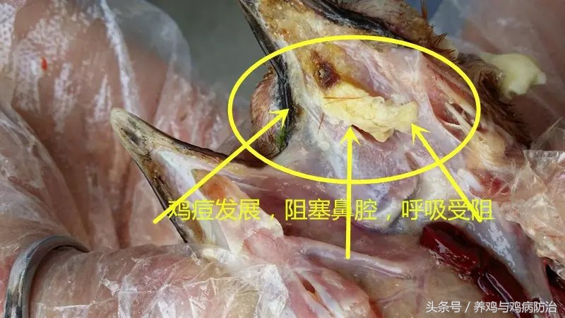 鸡得了鸡痘比较严重怎么办,养鸡长鸡痘要吃什么药