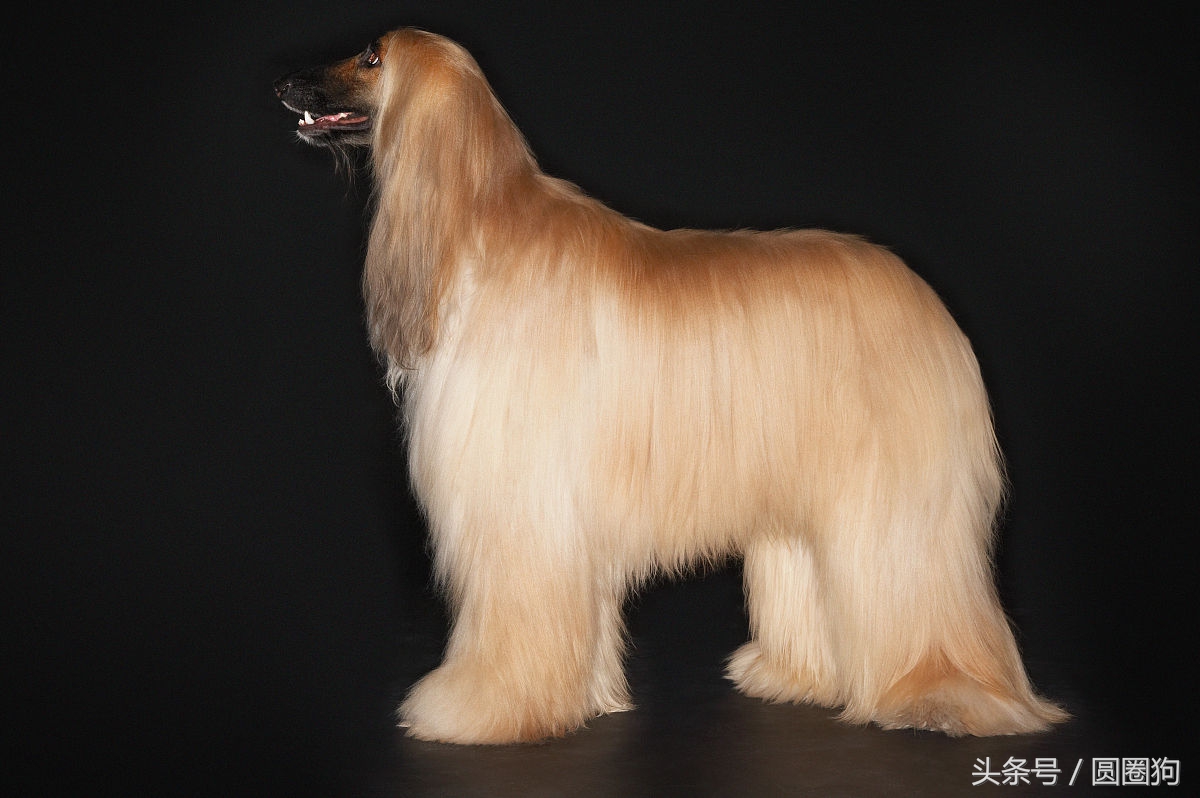 世界名犬犬种,世界名犬松狮犬