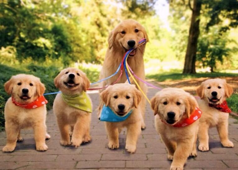 狗狗做绝育手术的三大好与坏