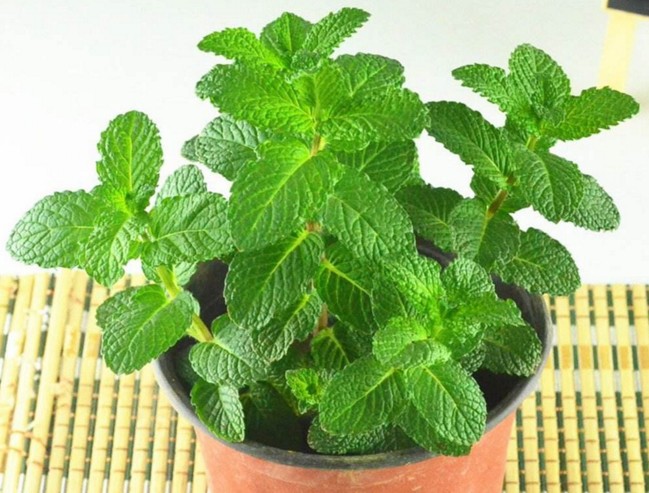 薄荷叶有驱蚊虫功效么,干薄荷叶可以驱蚊虫吗