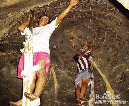 马来西亚燕窝价格,燕窝的正确炖法和吃法