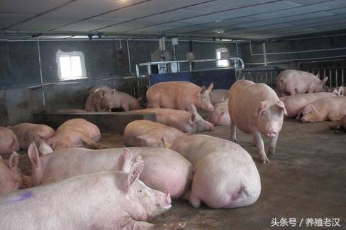 猪人工授精：你真的会查情吗？如何有效的查情？