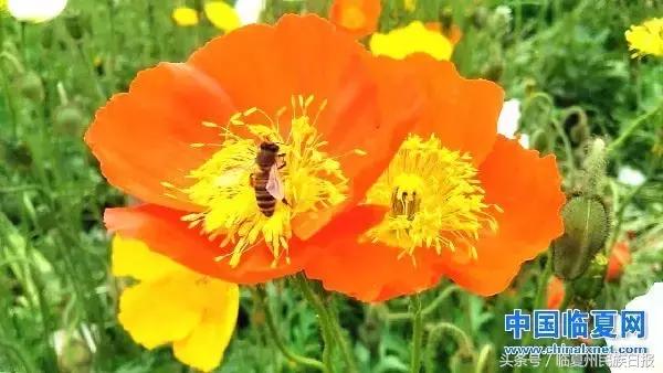 我把河州当“花州”