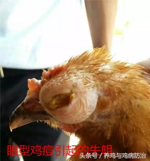 鸡得了鸡痘比较严重怎么办,养鸡长鸡痘要吃什么药