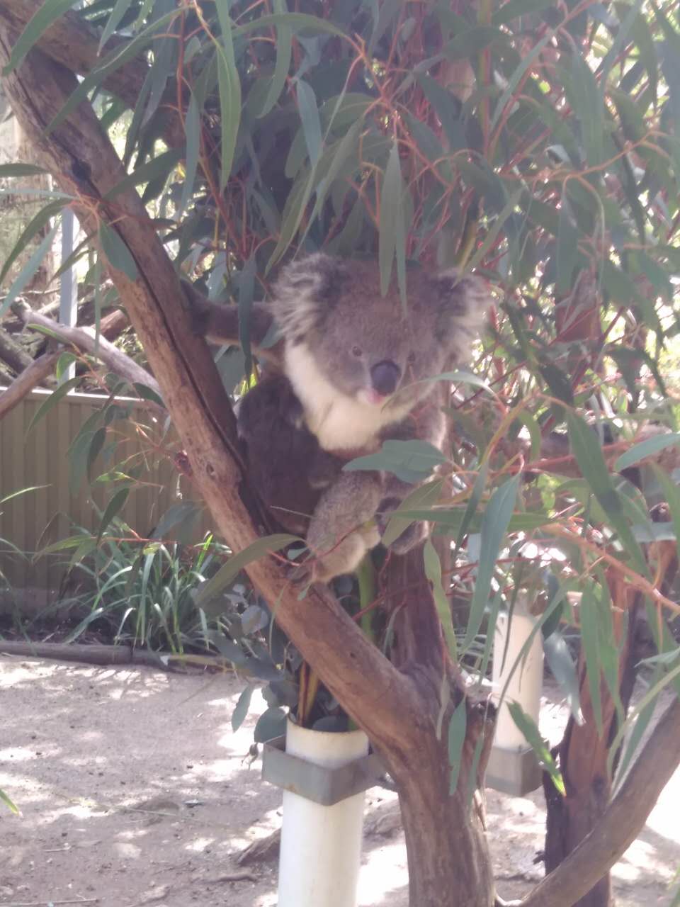 流浪在悉尼,流浪在澳洲的真实生活