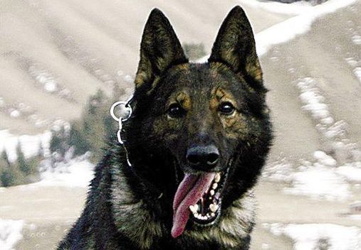 血狼犬战争片,血狼犬大战狼群电影