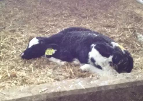 犊牛腹泻发病率为什么较高,犊牛腹泻病的原因和防治措施