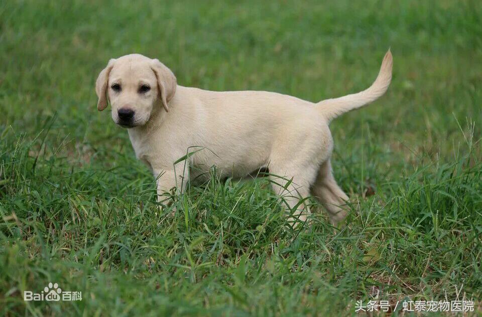养拉布拉多怎么防止拆家和卫生,为什么不介意新手养拉布拉多