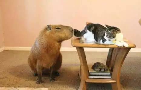 秘鲁巨型荷兰猪真的有吗,秘鲁荷兰猪巨型