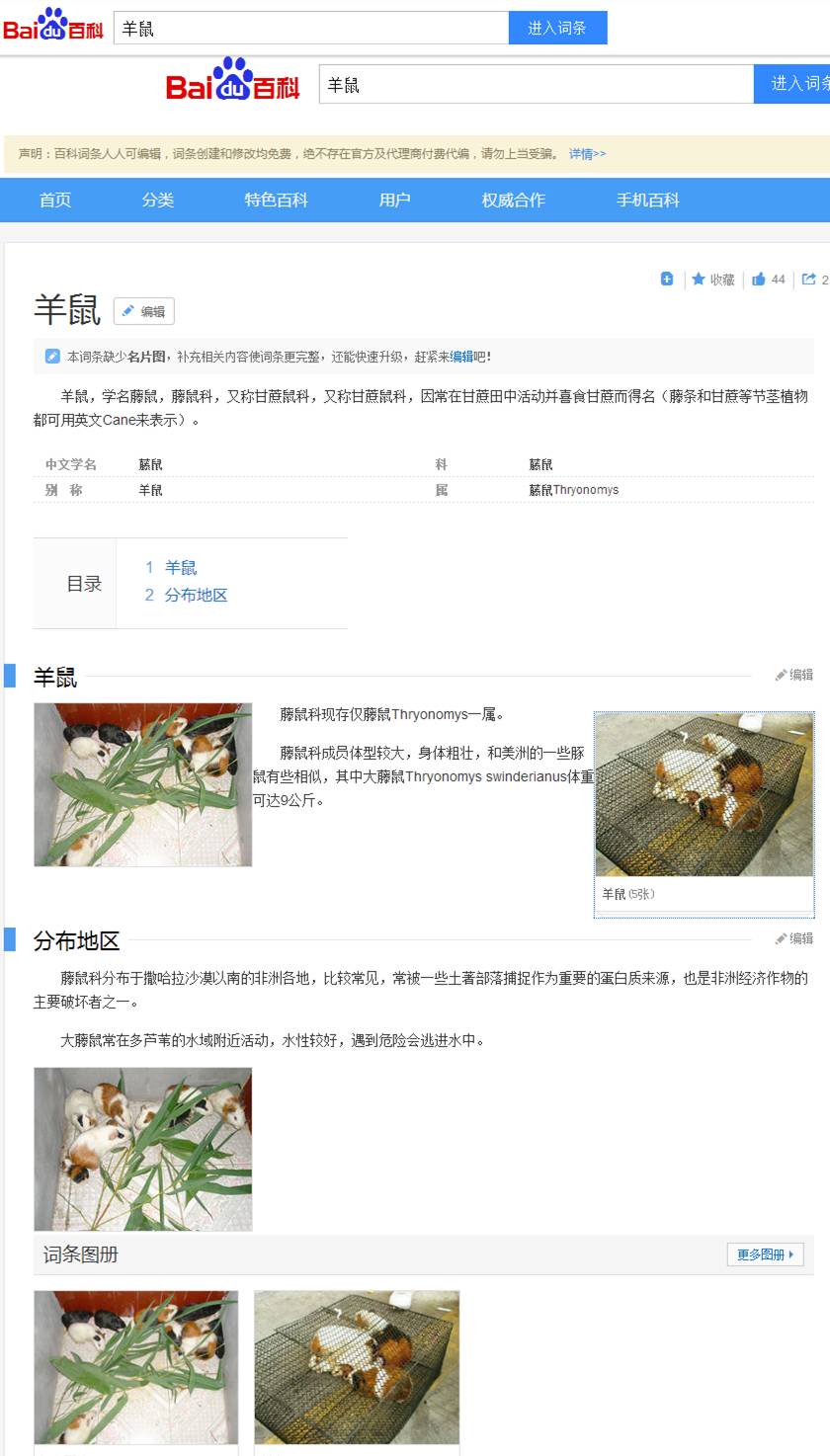 秘鲁巨型荷兰猪真的有吗,秘鲁荷兰猪巨型