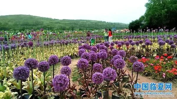 我把河州当“花州”