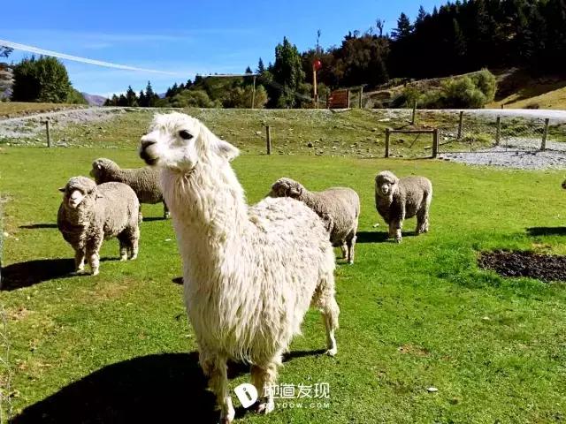 痛哭！即使今天抢不到新西兰打工旅行签证，也不能放弃新西兰啊！