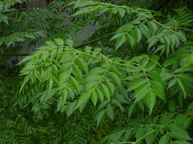 楝木皮有什么功效,楝木的功效