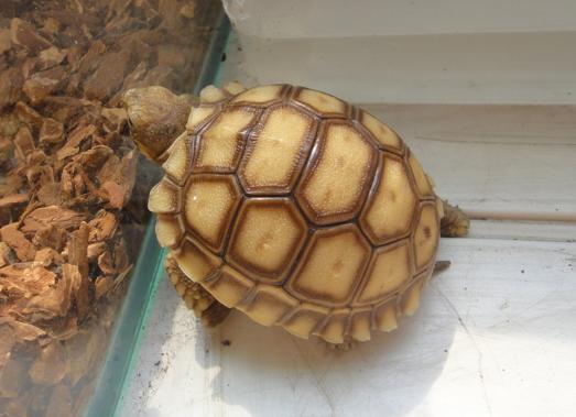 宠物龟一般养哪种比较好,家养宠物龟冬季怎么喂养