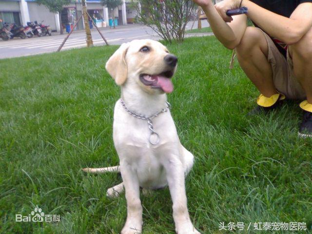 养拉布拉多怎么防止拆家和卫生,为什么不介意新手养拉布拉多