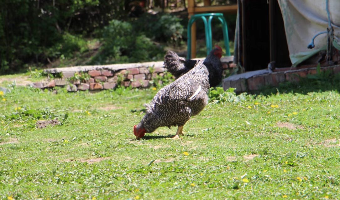 乌鲁木齐石人沟民俗,乌鲁木齐风情