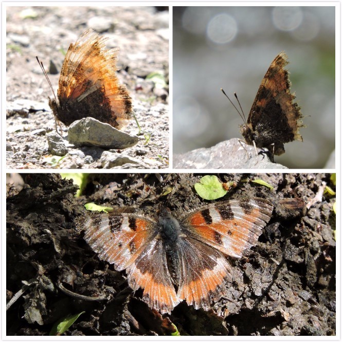 乌鲁木齐石人沟民俗,乌鲁木齐风情