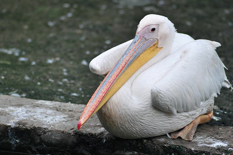 中华神禽志（八）鹈鹕，一张大嘴吞天下，它的心思你别猜