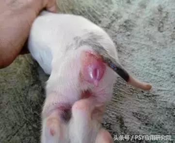 母猪存在问题怎么办,母猪泌乳是什么