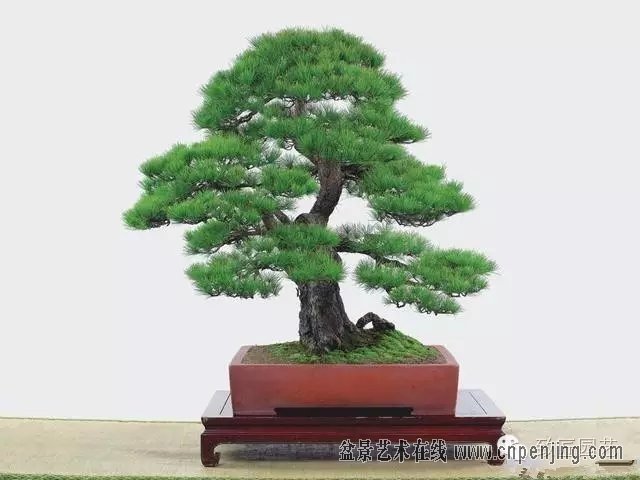 黑松多杆盆景造型 (黑松盆景入门教程)