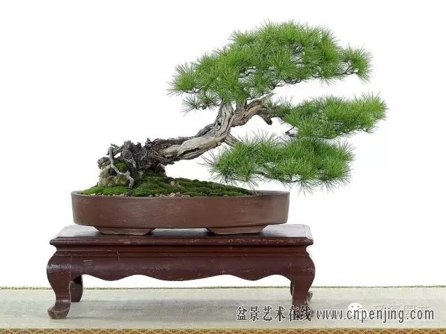 黑松多杆盆景造型 (黑松盆景入门教程)