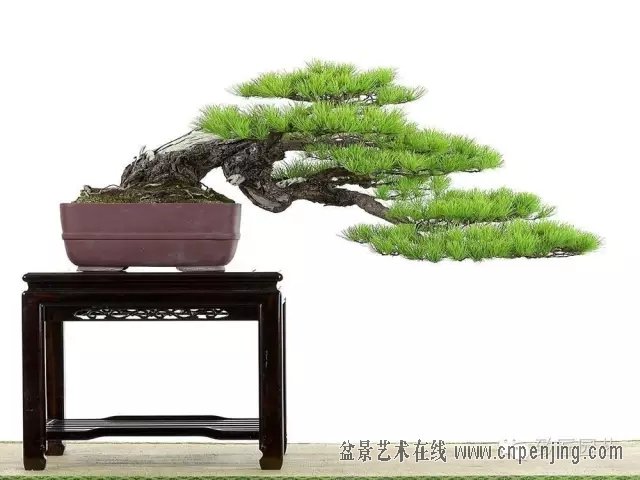 黑松多杆盆景造型 (黑松盆景入门教程)