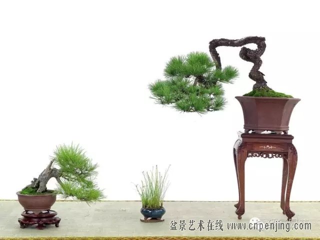 黑松多杆盆景造型 (黑松盆景入门教程)