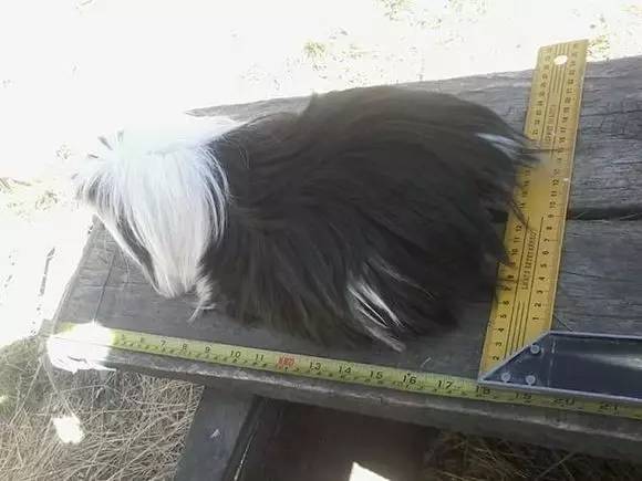 秘鲁巨型荷兰猪真的有吗,秘鲁荷兰猪巨型