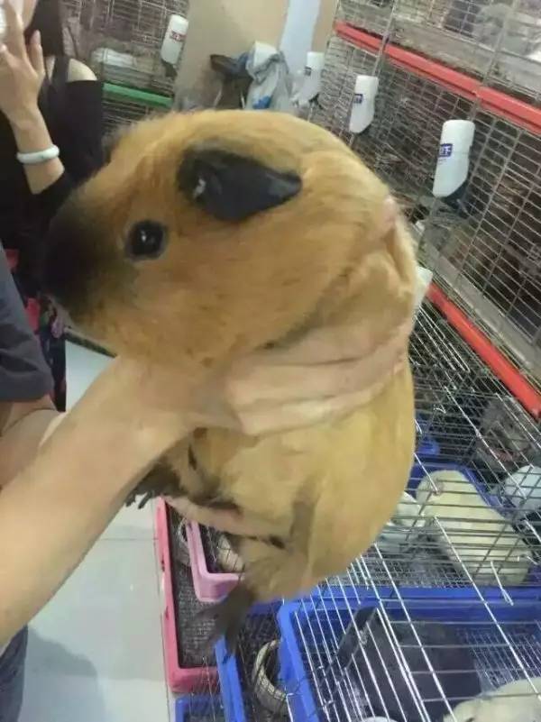 秘鲁巨型荷兰猪真的有吗,秘鲁荷兰猪巨型