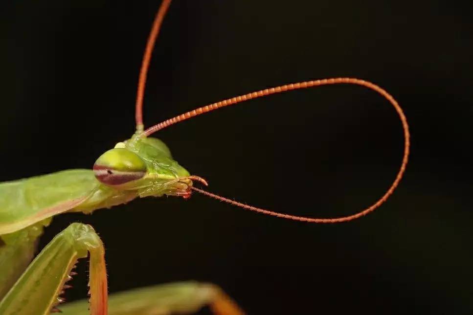 昆虫的嗅觉非常灵敏,昆虫没有嗅觉吗