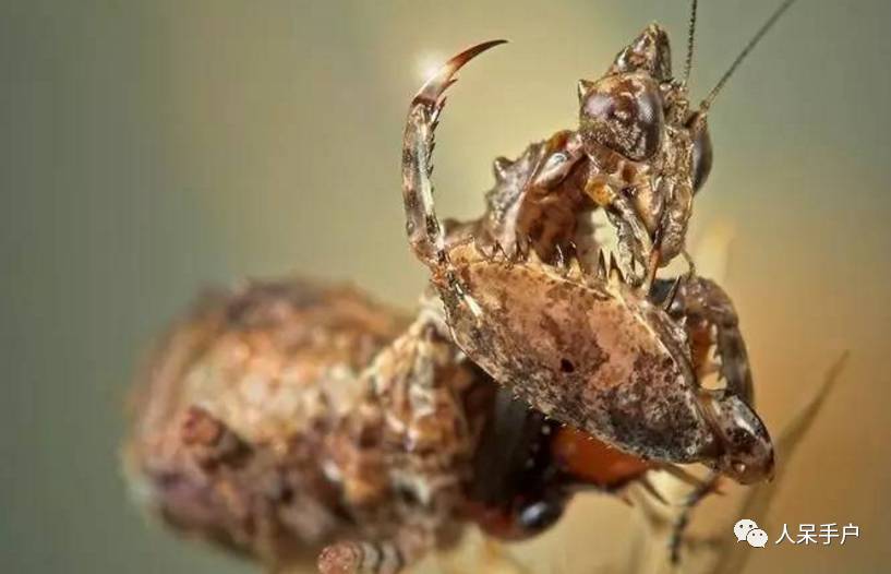 昆虫的嗅觉非常灵敏,昆虫没有嗅觉吗