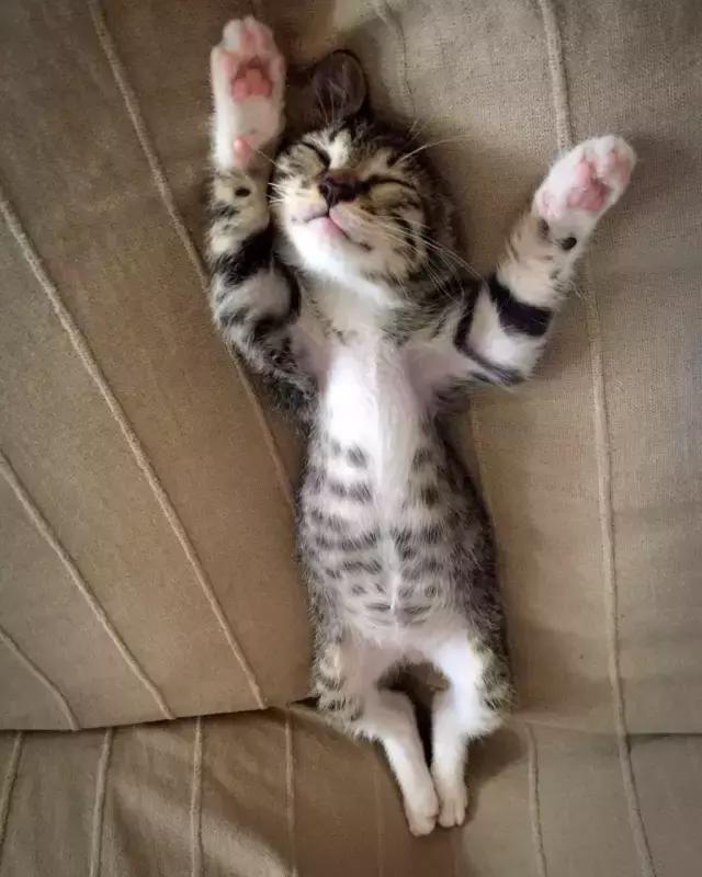 原来猫咪会托梦是真的,原来猫咪真的会哭