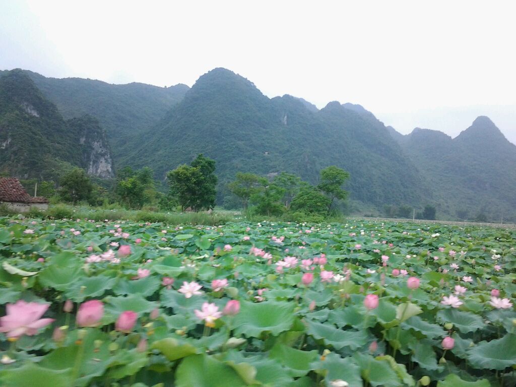 广西的一个县因富含铝土矿而闻名，连续多年跻身西部县域经济百强县