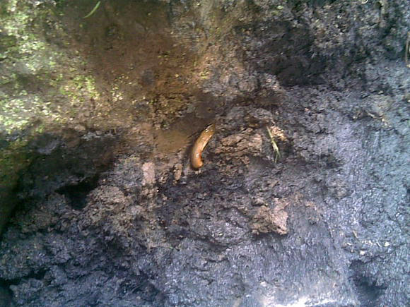 臭泥巴里面的鱼,臭泥沟里有黄鳝