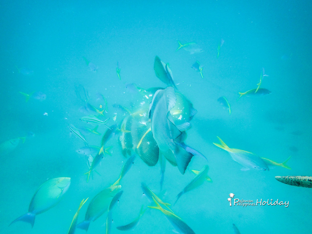 巴拉望｜本田湾真的是本田公司买下的吗？来了这里才知道