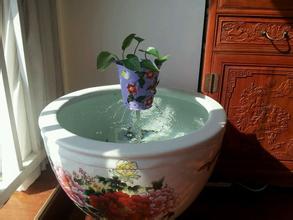 用陶瓷缸养金鱼注意事项,陶瓷缸锦鲤过滤系统