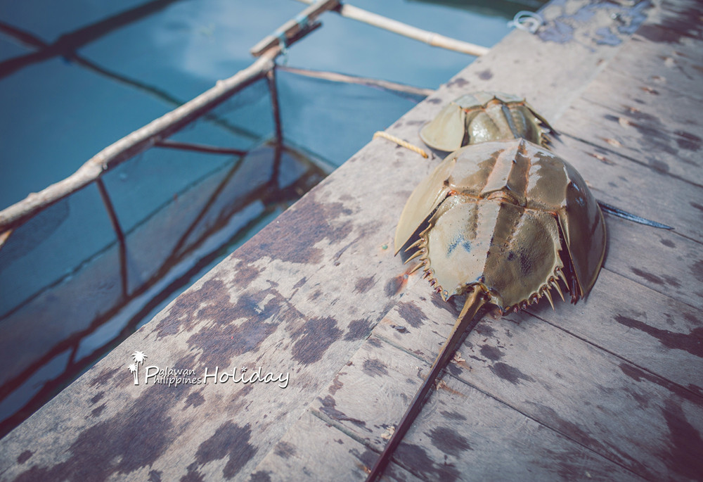 巴拉望｜本田湾真的是本田公司买下的吗？来了这里才知道