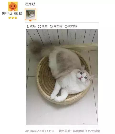 铝盆和鸡窝卖断货了,看猫咪用品创业商机