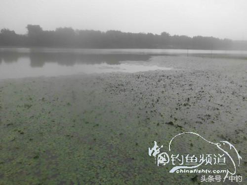 闷热缺氧鱼上浮不开口怎么钓,闷热鱼难钓为什么午时鱼难钓