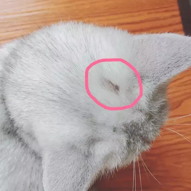 人得猫癣怎么治疗最快,猫得猫癣的原因是什么