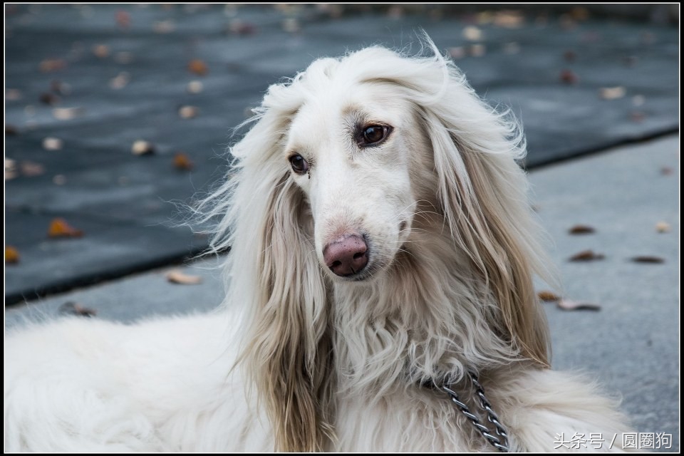 世界名犬犬种,世界名犬松狮犬