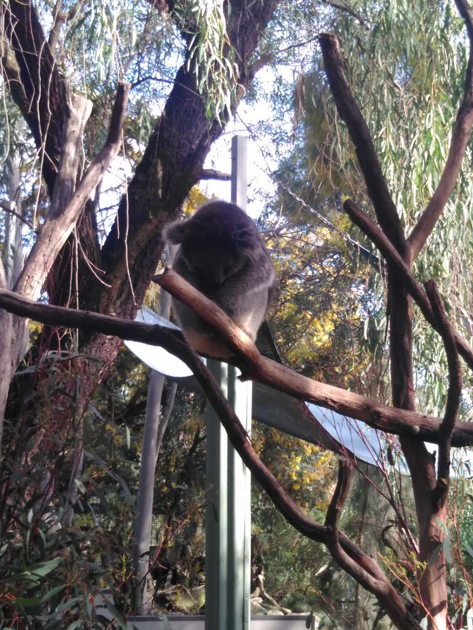 流浪在悉尼,流浪在澳洲的真实生活