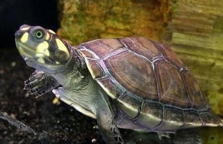 宠物龟一般养哪种比较好,家养宠物龟冬季怎么喂养