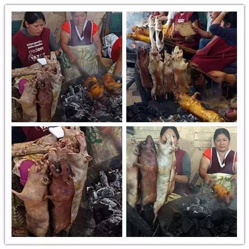 秘鲁巨型荷兰猪真的有吗,秘鲁荷兰猪巨型