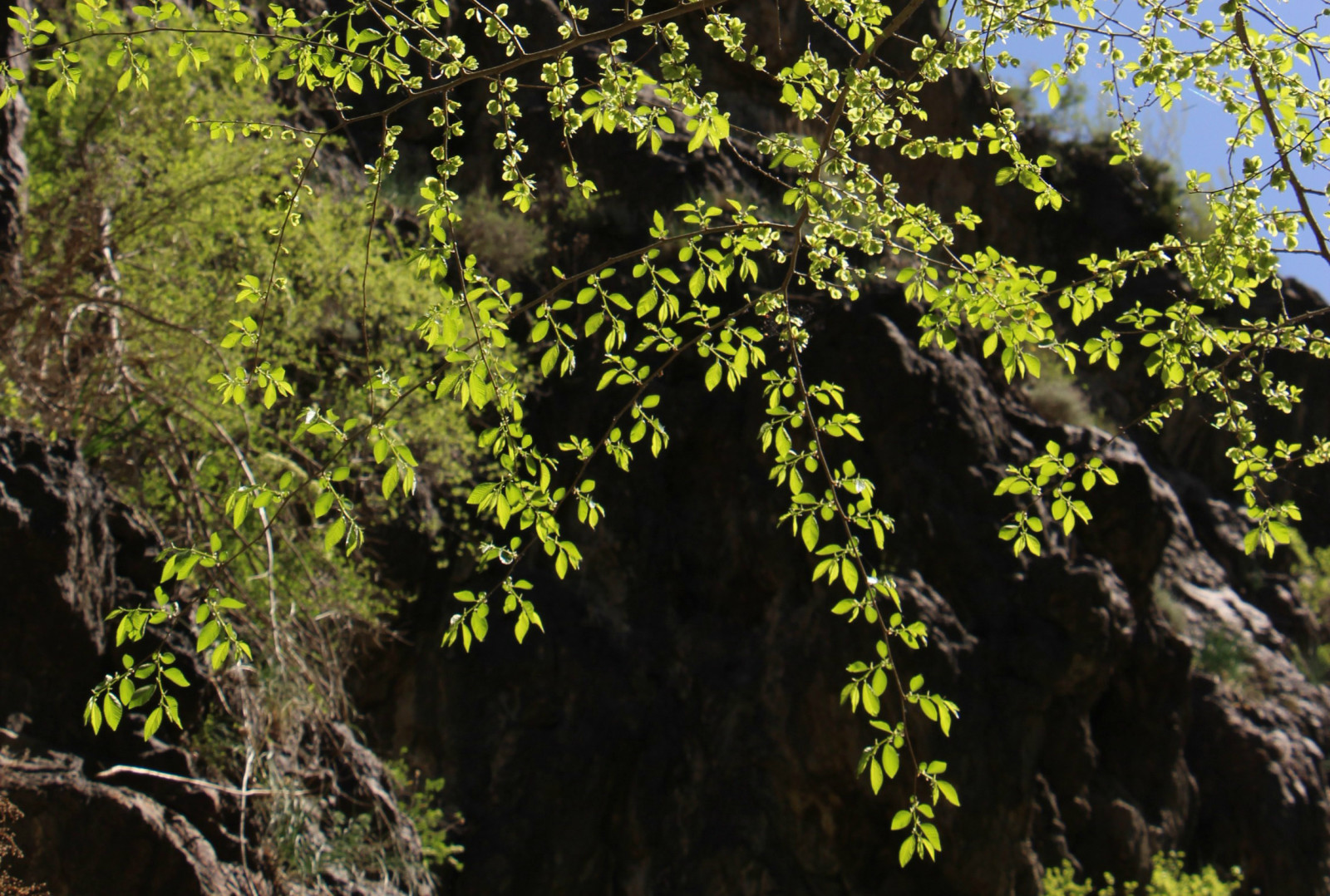 乌鲁木齐石人沟民俗,乌鲁木齐风情